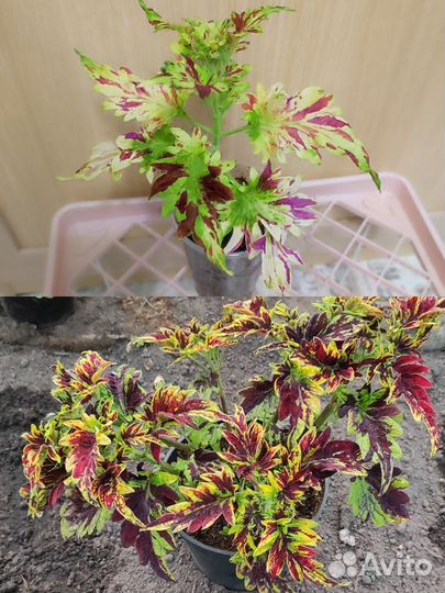 Колеусы вегетативные