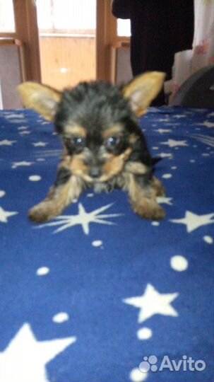 Йоркширский терьер щенки