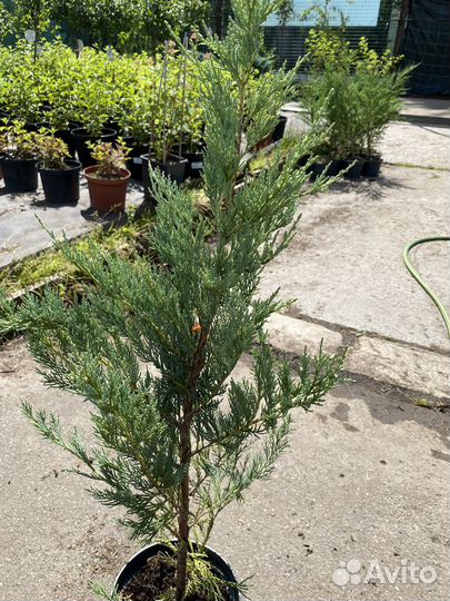 Можжевельник мунглоу