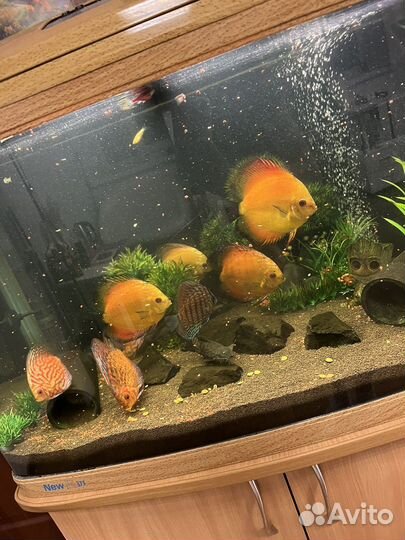 Аквариумные рыбки и аквариум