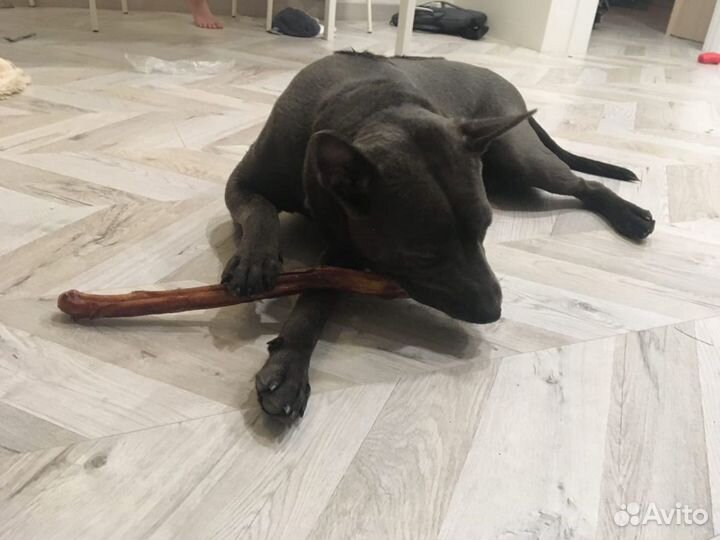 Лакомства для собак