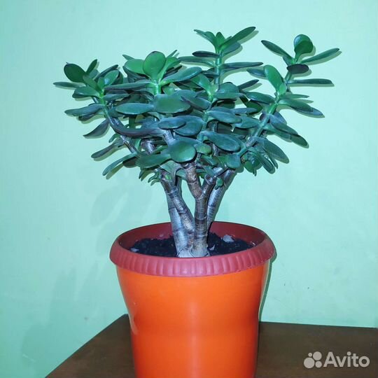 Денежное дерево (Толстянка)