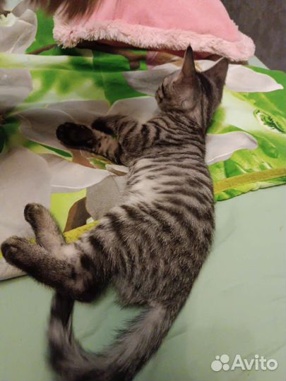 Дворянин ищет семью