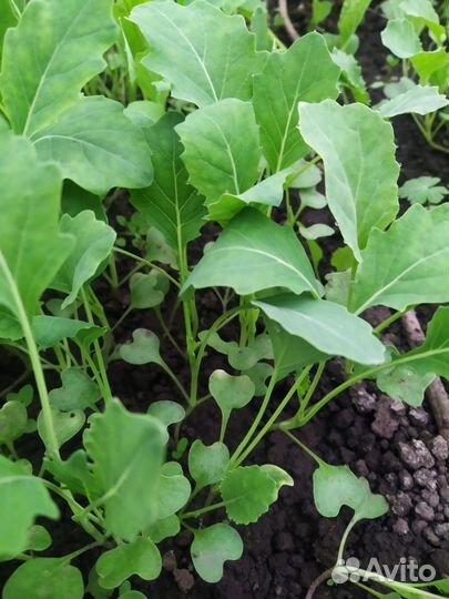 Рассада капусты