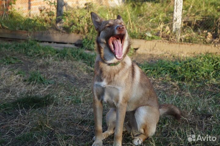 Саби ищет семью