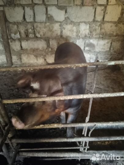 Хряк на племя