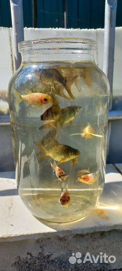 Золотая рыбка