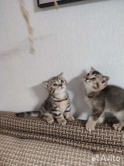 Шотландская тикированное чёрное золото