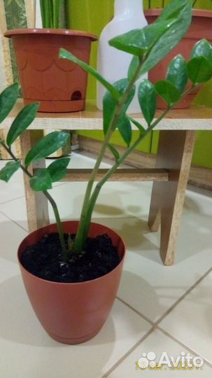 Замиокулькас