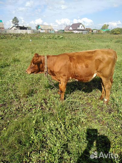 Продается телочка