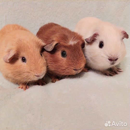 Морская свинки мальчики