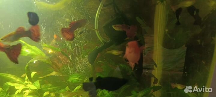 Аквариумные рыбки гуппи