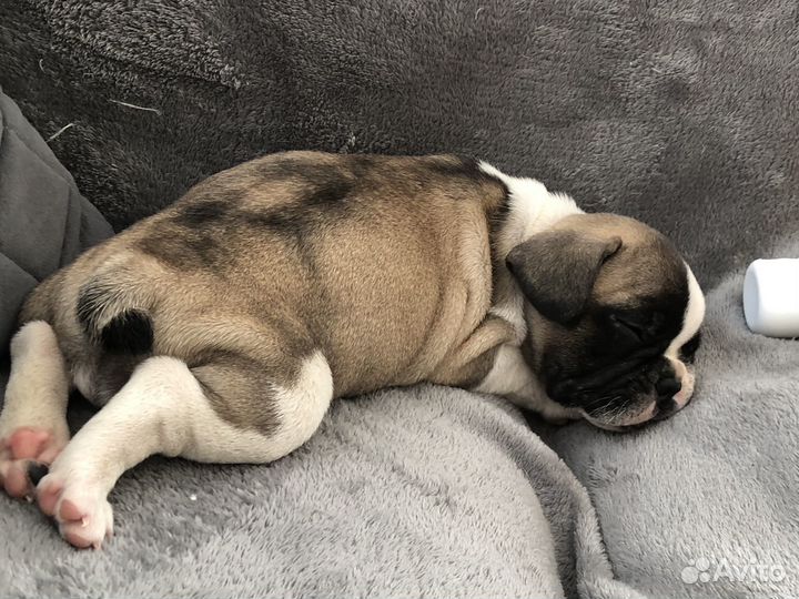 Французский бульдог щенки