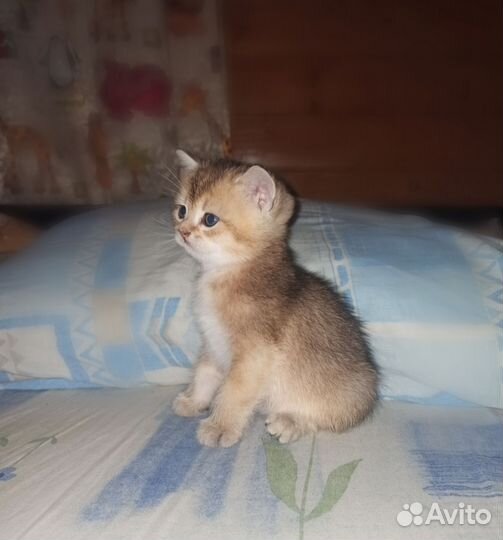 Золотые шиншиллы котята