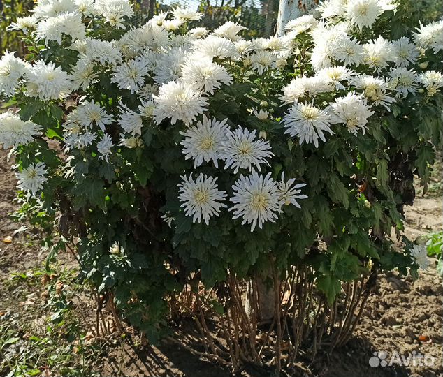 Хризантема