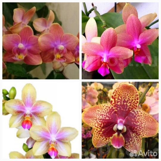 Орхидеидастибель,лиодоро,биондоро,кокодоро,минимар