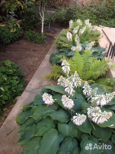 Хоста Blue Angel