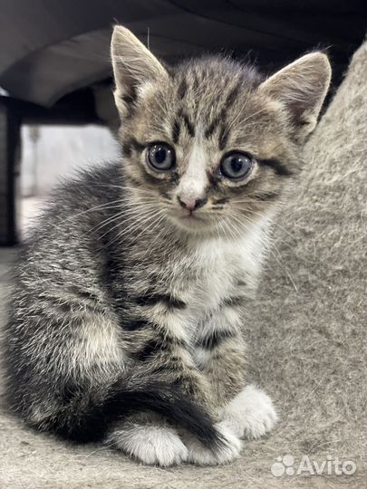 Котята в добрые руки бесплатно