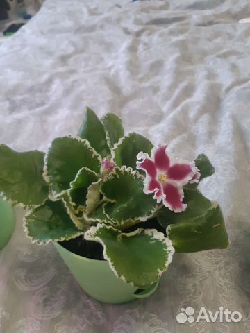 Цветущие фиалки