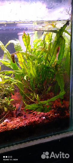Аквариумные растения прополка