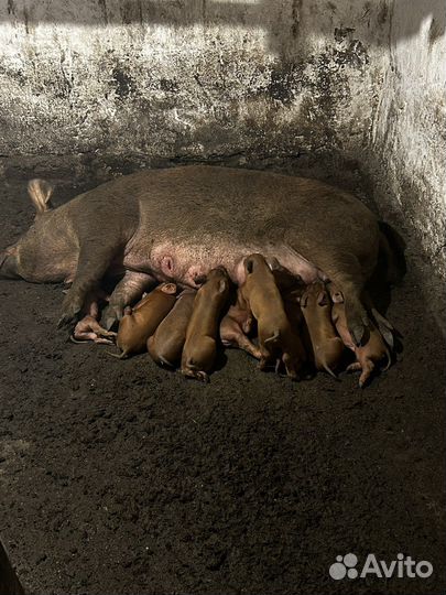 Поросята дюрок