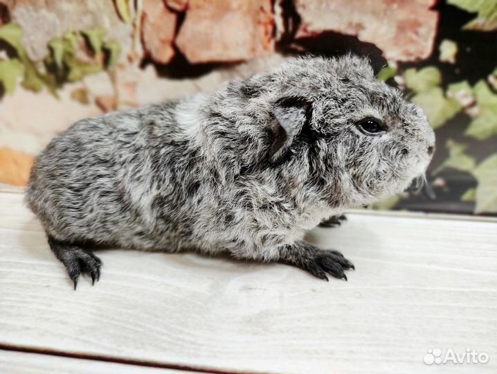 Морские свинки Американские Тедди(на бронирование)