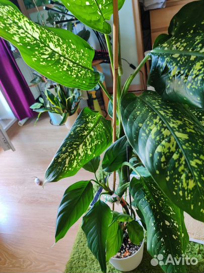 Диффенбахия Макулата+Крупнолистная, 100 см