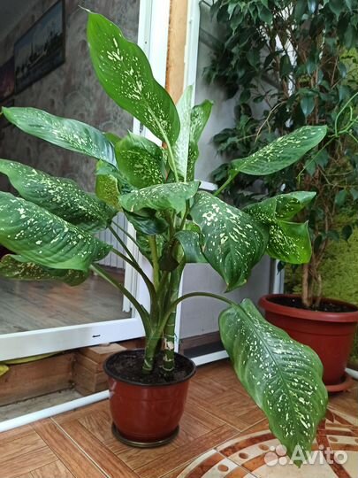 Продам цветы комнатные