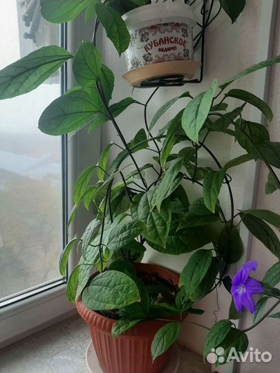 Комнатные цветы