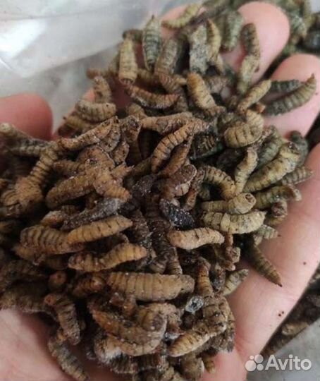 Кормовые насекомые: сверчки, тараканы и другие