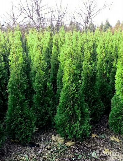 Туя смарагд