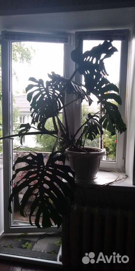 Монстера альба