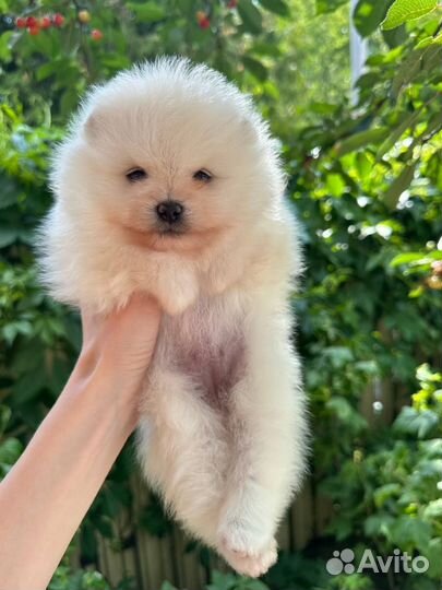 Помернаксий шпиц щенки Медвежьего типа