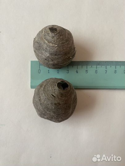 Осиное гнездо осиный улей