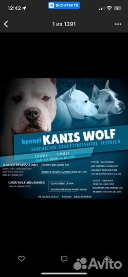 Амстафф мальчик (питомник)