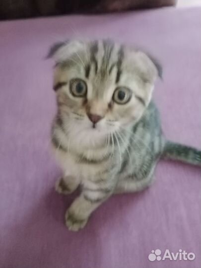 Ищем дом кошка 2 месяца