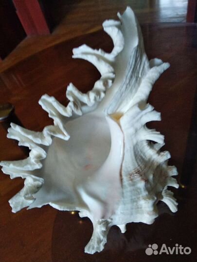 Ракушка морская большая натуральная