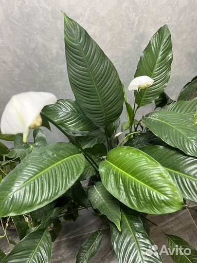 Спатифиллум