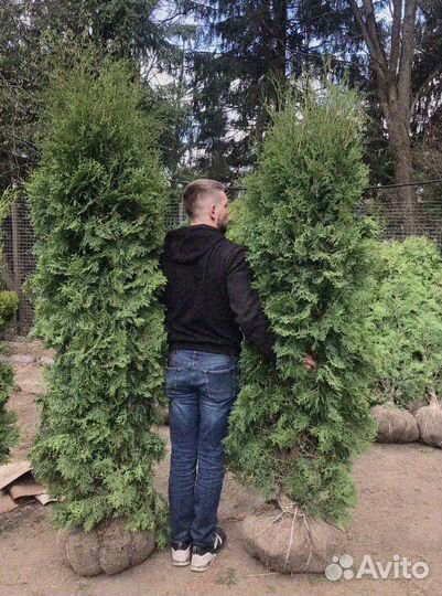 Туи смарагд, колумна разные размеры