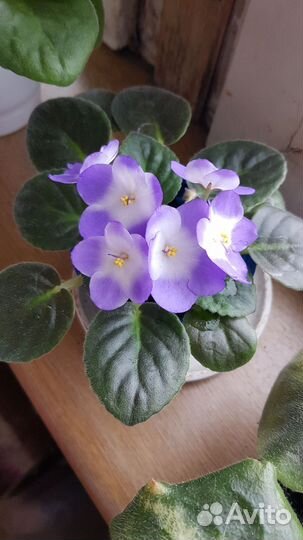 Фиалки сенполии