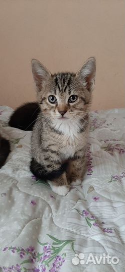 Отдам красивых и смышленных котят в добрые руки