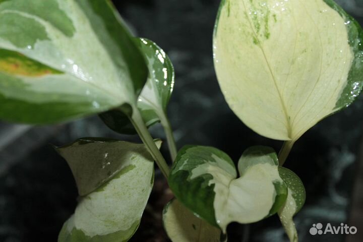 Комнатные цветы