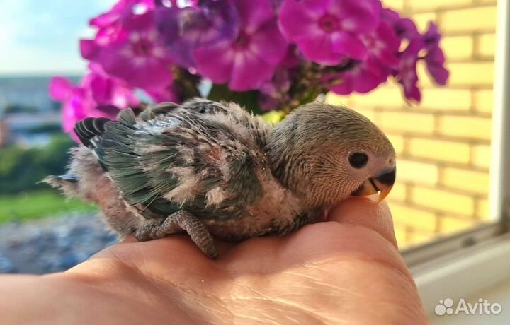 Неразлучник, птенцы, попугай, ручной