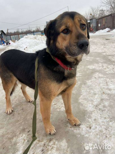 Спасите собаку из приюта