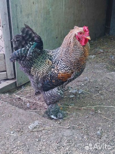 Петух брама