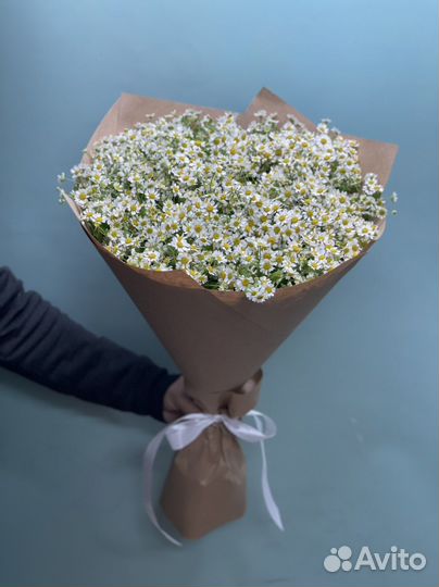 СНТ ромашка