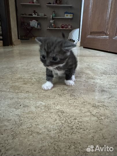 Котята в добрые руки даром девочка