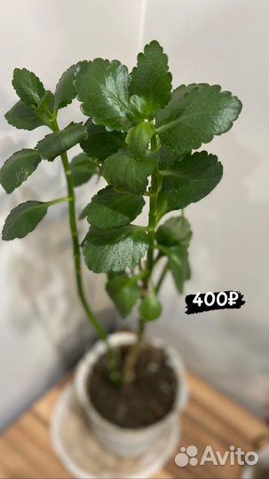 Комнатные растения