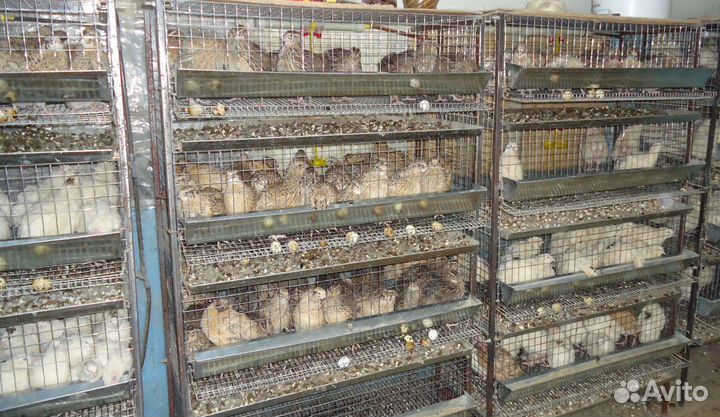 Перепел техасский и французский бройлерные