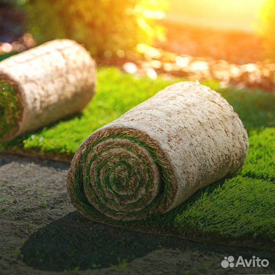 Газон под ключ. Озеленение участка